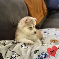 AKC Charlie, a male Siberian Husky for sale in Sanford, NC – Photo 5 of 8