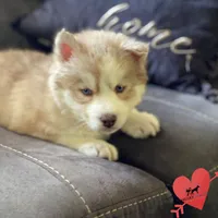 AKC Charlie, a male Siberian Husky for sale in Sanford, NC – Photo 6 of 8