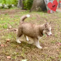 AKC Brown/white - Olypmic, a male Siberian Husky for sale in Sanford, NC – 4 of 7
