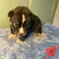Agouti Ready early October, a male Siberian Husky for sale in Sanford, NC – 2 of 6