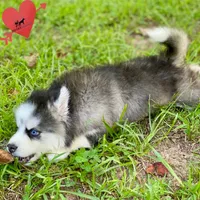 AKC Black/white, a female Siberian Husky for sale in Sanford, NC – 7 of 8