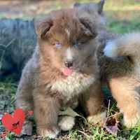 Solid Brown - Tiger Woods, a male Siberian Husky for sale in Sanford, NC – 4 of 9