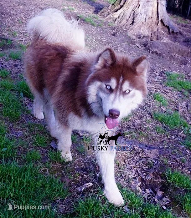 AKC, OFA, Trained Damon – Siberian Husky puppy for sale in Sanford, NC