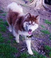 AKC, OFA, Trained Damon, a male Siberian Husky for sale in Sanford, NC – 1 of 4