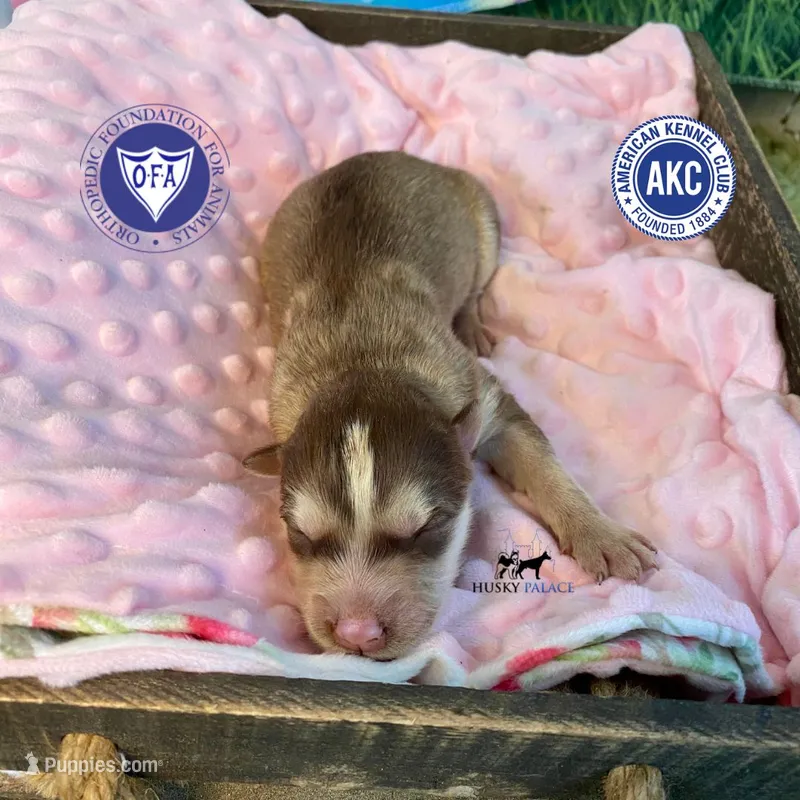 AKC Red/white – Siberian Husky puppy for sale in Sanford, NC