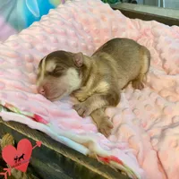 AKC Red/white, a female Siberian Husky for sale in Sanford, NC – 2 of 4