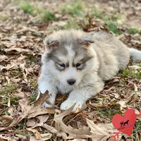 AKC Black/white diluted, a female Siberian Husky for sale in Sanford, NC – Photo 4 of 6