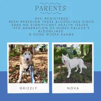 AKC Black/white diluted, a female Siberian Husky for sale in Sanford, NC – Photo 3 of 6