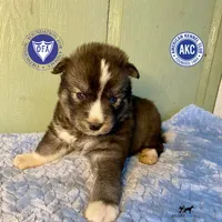 Agouti Ready early October, a male Siberian Husky for sale in Sanford, NC – 1 of 6