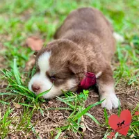 AKC Brown/white - Olypmic, a male Siberian Husky for sale in Sanford, NC – 7 of 8