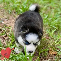 AKC Black/white, a female Siberian Husky for sale in Sanford, NC – 2 of 8