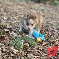 AKC Brown/white, a female Siberian Husky for sale in Sanford, NC – Photo 2 of 5