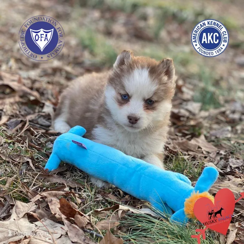 AKC Brown/white – Siberian Husky puppy for sale in Sanford, NC