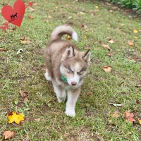 AKC Brown/white - Olypmic, a male Siberian Husky for sale in Sanford, NC – 2 of 7