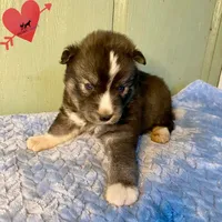 Agouti Ready early October, a male Siberian Husky for sale in Sanford, NC – 3 of 6