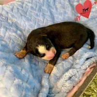 AKC Black/white - Rocky, a male Siberian Husky for sale in Sanford, NC – 2 of 3