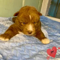Solid Brown Ready Early October, a male Siberian Husky for sale in Sanford, NC – 3 of 8
