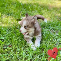 AKC Brown/white - Olypmic, a male Siberian Husky for sale in Sanford, NC – 5 of 9