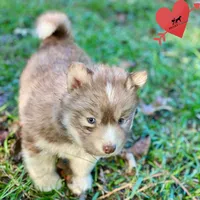 Brown/white w/ Amber eyes, a male Siberian Husky for sale in Sanford, NC – 2 of 6