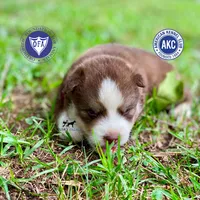 AKC Brown/white - Olypmic, a male Siberian Husky for sale in Sanford, NC – 1 of 8