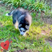 AKC Black/white, a female Siberian Husky for sale in Sanford, NC – 6 of 8