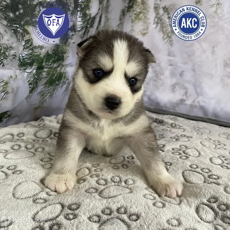 AKC Coach Ready early Feb.