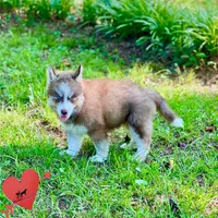 AKC Brown/white - Olypmic, a male Siberian Husky for sale in Sanford, NC – 8 of 9