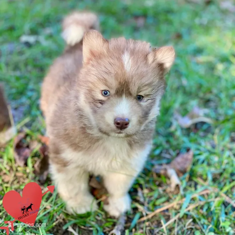 Brown/white w/ Amber eyes – Siberian Husky puppy for sale in Sanford, NC