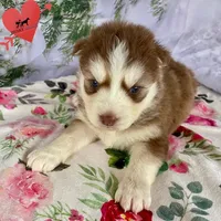 Brown/white AKC, a male Siberian Husky for sale in Sanford, NC – Photo 5 of 6