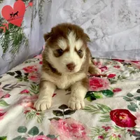 Brown/white AKC, a male Siberian Husky for sale in Sanford, NC – Photo 2 of 6