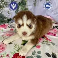 Brown/white AKC, a male Siberian Husky for sale in Sanford, NC – Photo 1 of 6
