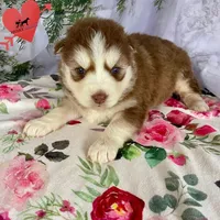 Brown/white AKC, a male Siberian Husky for sale in Sanford, NC – Photo 4 of 6