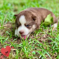 AKC Brown/white - Olypmic, a male Siberian Husky for sale in Sanford, NC – 5 of 8