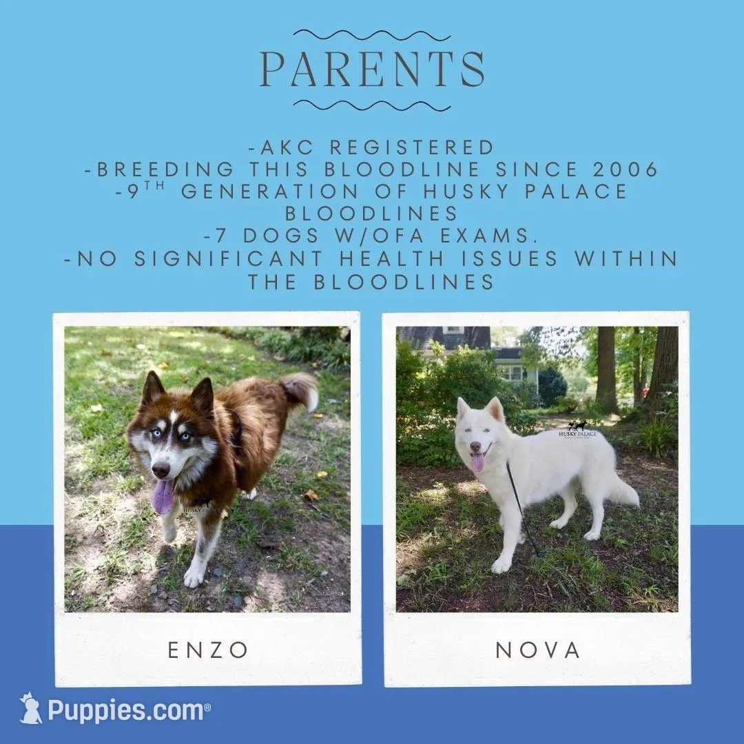 AKC Brown/white, a female Siberian Husky for sale in Sanford, NC – Photo 4 of 5