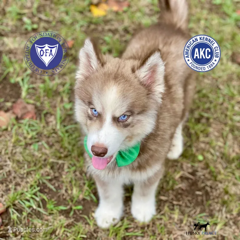 AKC Brown/white - Olypmic – Siberian Husky puppy for sale in Sanford, NC