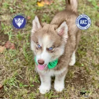 AKC Brown/white - Olypmic, a male Siberian Husky for sale in Sanford, NC – 1 of 7