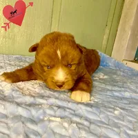 Solid Brown Ready Early October, a male Siberian Husky for sale in Sanford, NC – 6 of 8