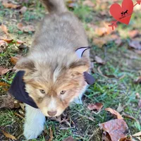 Brown/white w/ Amber eyes, a male Siberian Husky for sale in Sanford, NC – 4 of 7