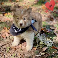 Brown/white w/ Amber eyes, a male Siberian Husky for sale in Sanford, NC – 5 of 7