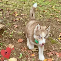 AKC Brown/white - Olypmic, a male Siberian Husky for sale in Sanford, NC – 6 of 7