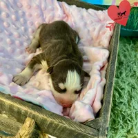 AKC Brown/white - Canyon, a female Siberian Husky for sale in Sanford, NC – 2 of 3