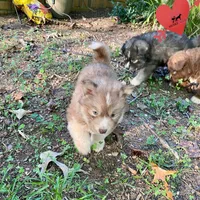 Brown/white w/ Amber eyes, a male Siberian Husky for sale in Sanford, NC – 3 of 6