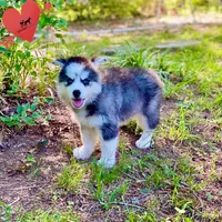 AKC Black/white, a female Siberian Husky for sale in Sanford, NC – 7 of 8