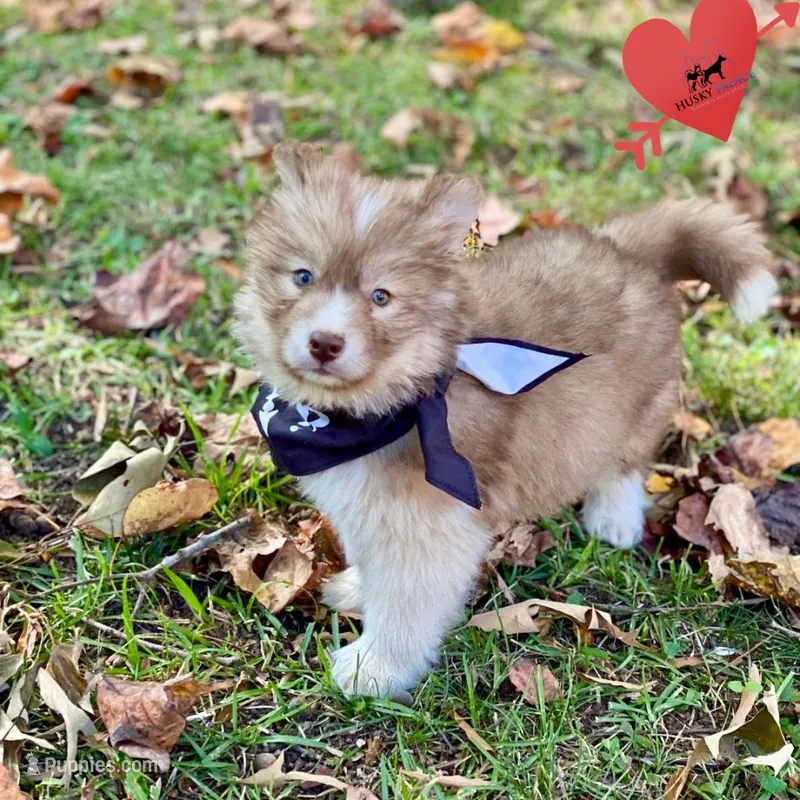 Brown/white w/ Amber eyes – Siberian Husky puppy for sale in Sanford, NC