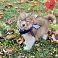 Brown/white w/ Amber eyes, a male Siberian Husky for sale in Sanford, NC – 1 of 7