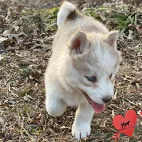 Red/white AKC, a female Siberian Husky for sale in Sanford, NC – Photo 7 of 8
