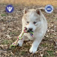 Red/white AKC, a female Siberian Husky for sale in Sanford, NC – Photo 1 of 8
