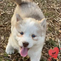 Red/white AKC, a female Siberian Husky for sale in Sanford, NC – Photo 6 of 8