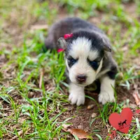 AKC Black/white, a female Siberian Husky for sale in Sanford, NC – 2 of 6