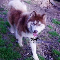 AKC, OFA, Trained Damon, a male Siberian Husky for sale in Sanford, NC – Photo 1 of 4